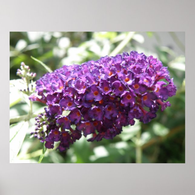 Beautiful Purple Buddleia Flowers Print (Front)