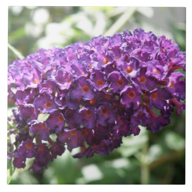 Beautiful Purple Buddleia Flowers Tile (Front)