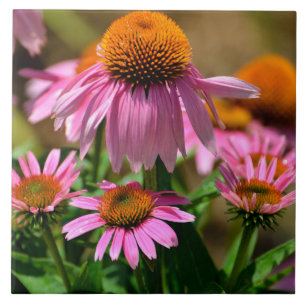 Beautiful Purple Cone Flowers Tile