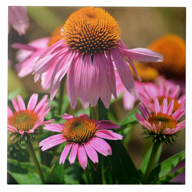 Beautiful Purple Cone Flowers Tile (Front)