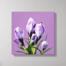 Beautiful purple crocus simple floral fine art fun