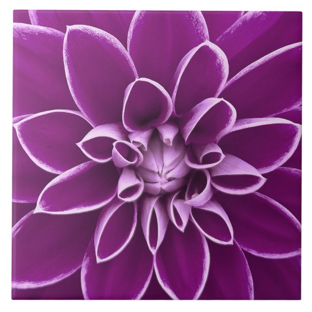 Beautiful purple dahlia flower tile (Front)