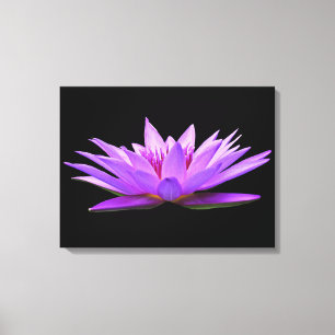 Beautiful Purple Floating Water Lily Canvas Print