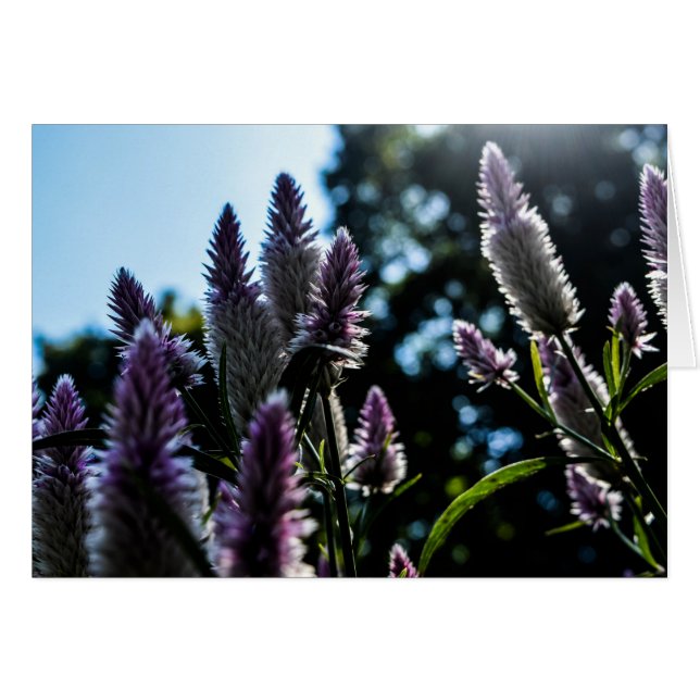 Beautiful Purple Floral Blank Card (Front Horizontal)