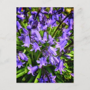 Beautiful purple flowers postcard