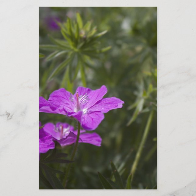 Beautiful purple garden flowers (Front)