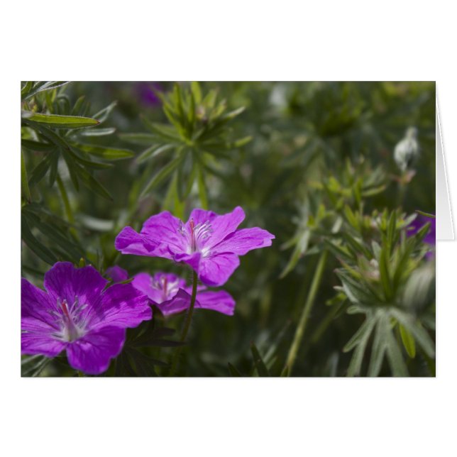 Beautiful purple garden flowers (Front Horizontal)