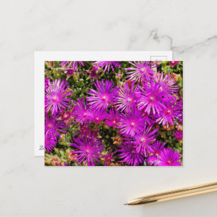 Beautiful Purple Ice Plant Flowers Postcard