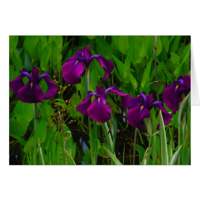 Beautiful Purple Iris (Front Horizontal)