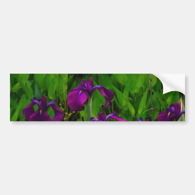 Beautiful Purple Iris Bumper Sticker (Front)