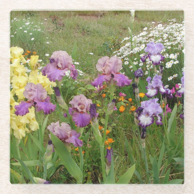Beautiful Purple Iris Flower floral Photo Glass Coaster (Front)