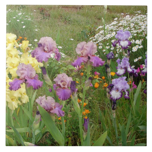 Beautiful Purple Iris Flower floral Photo Tile (Front)