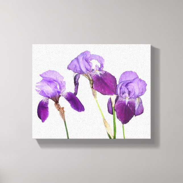 Beautiful purple iris flowers floral fine art  canvas print (Front)