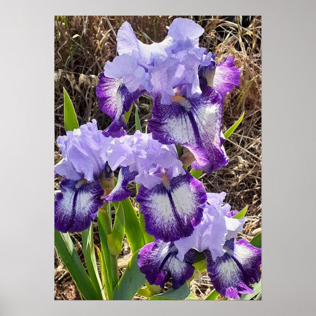 Beautiful Purple Iris Lilac Flower Garden Poster (Front)