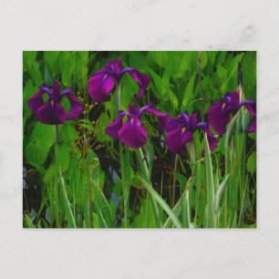 Beautiful Purple Iris Postcard