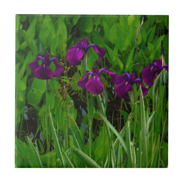 Beautiful Purple Iris Tile (Front)