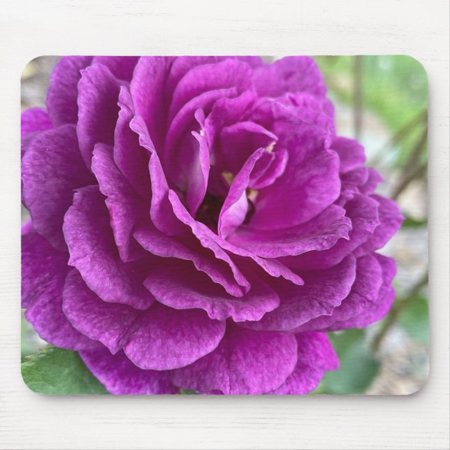 Beautiful Purple Lilac Rose Mouse Pad (Front)