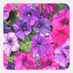 Beautiful purple petunia flowers square sticker