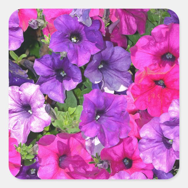 Beautiful purple petunia flowers square sticker (Front)