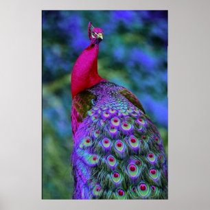 Beautiful Purple Red Feather Colour Peacock Bird Poster