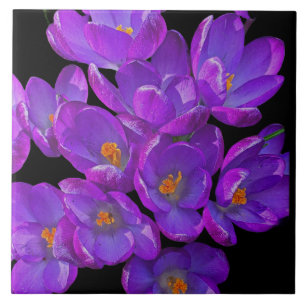 Beautiful Purple Spring Crocuses Floral Tile