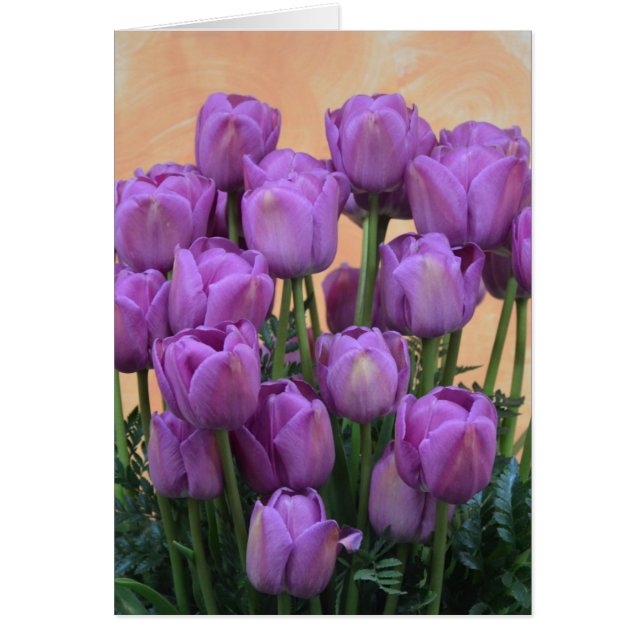 Beautiful purple spring tulips (Front)