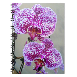 Beautiful Purple White Orchid Close-Up Photo Notebook