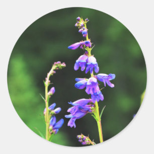Beautiful Purple Wildflowers in Bloom in Canada Classic Round Sticker