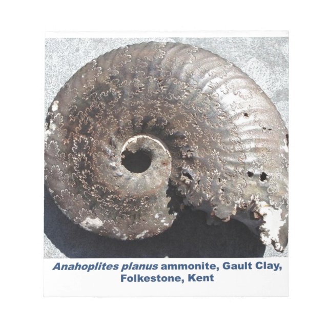Beautiful pyrite ammonite fossil showing sutures notepad (Front)