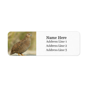 Beautiful Quail Bird Return Address