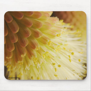 Beautiful Radiant Torch Lily Close-Up Photograph Mouse Pad