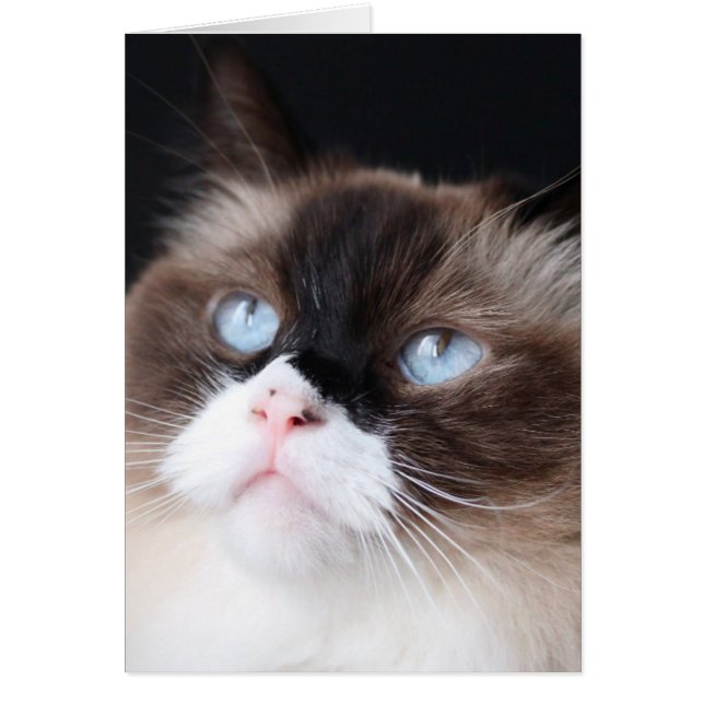 Beautiful Ragdoll Cat (Front)