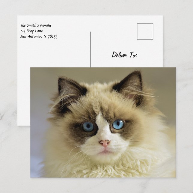 Beautiful Ragdoll Cat with Blue Eyes Postcard (Front/Back)