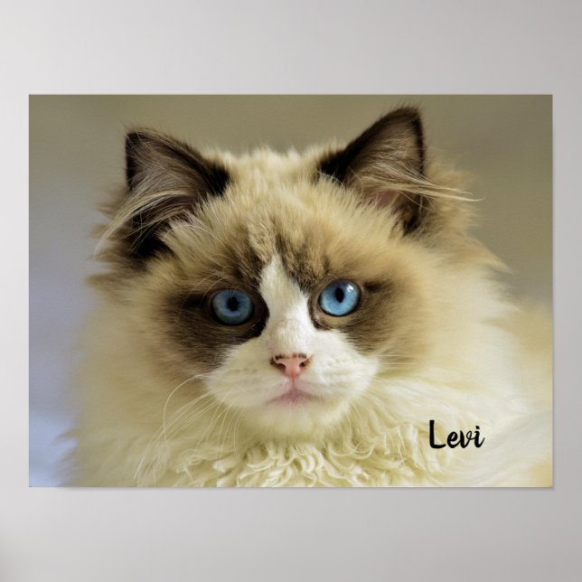 Beautiful Ragdoll Cat with Blue Eyes Poster (Front)