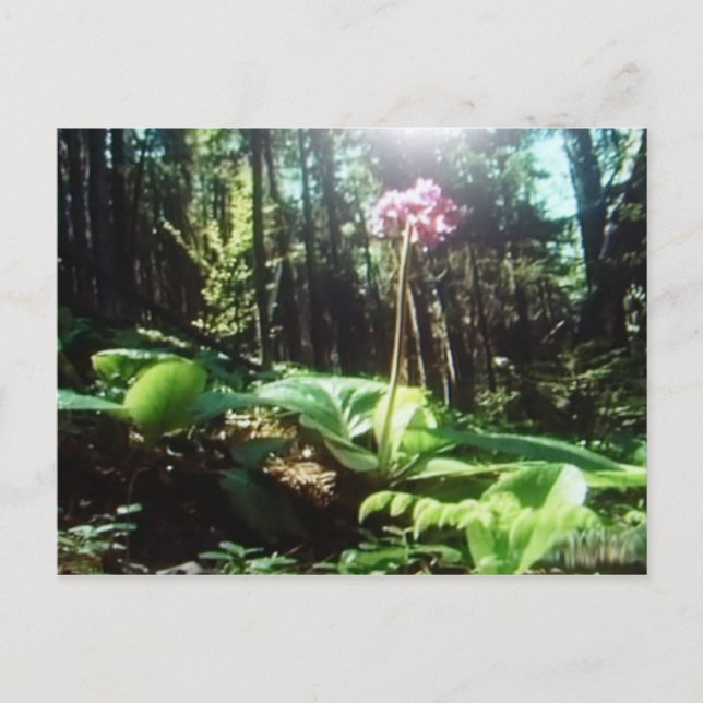 Beautiful rain forest postcard (Front)