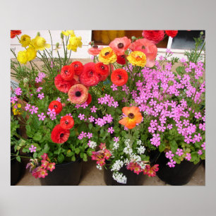 Beautiful Rannunculus Spring Flower Garden Poster