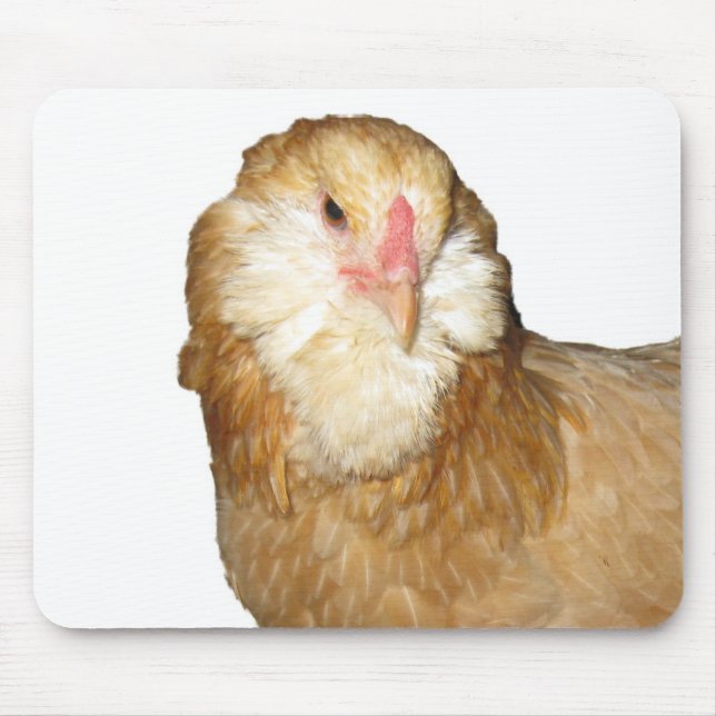 Beautiful Rare Wheaten Ameraucana Hens Chickens Mouse Pad (Front)