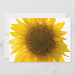 Beautiful Real Sunflower Photo Minimalist Pattern