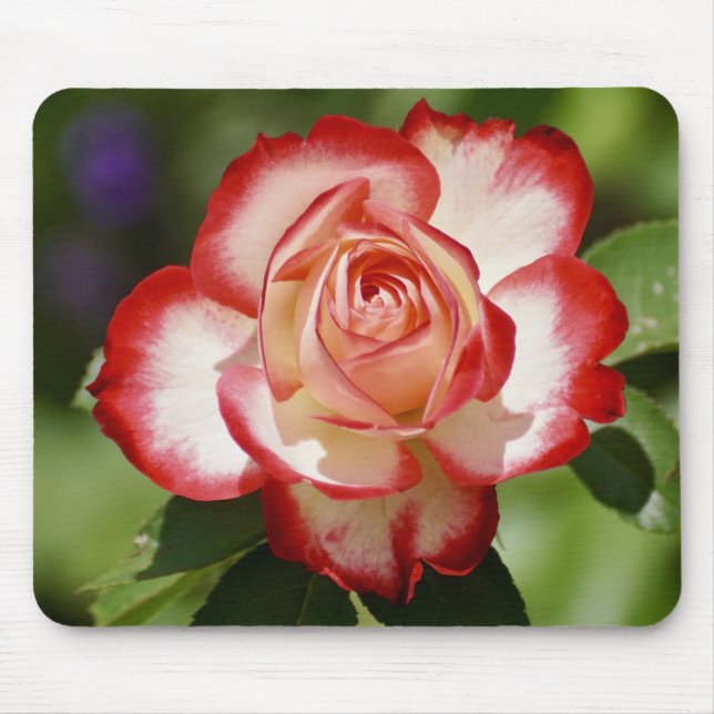 Beautiful Red and White Rose Mouse Pad (Front)