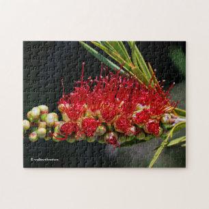 Beautiful Red Bottlebrush Flowers Jigsaw Puzzle