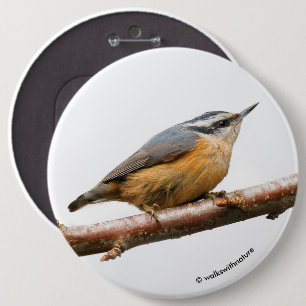 Beautiful Red-Breasted Nuthatch on a Branch 6 Inch Round Button