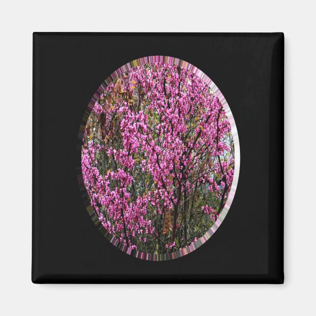 Beautiful Red Bud tree..... Magnet (Front)