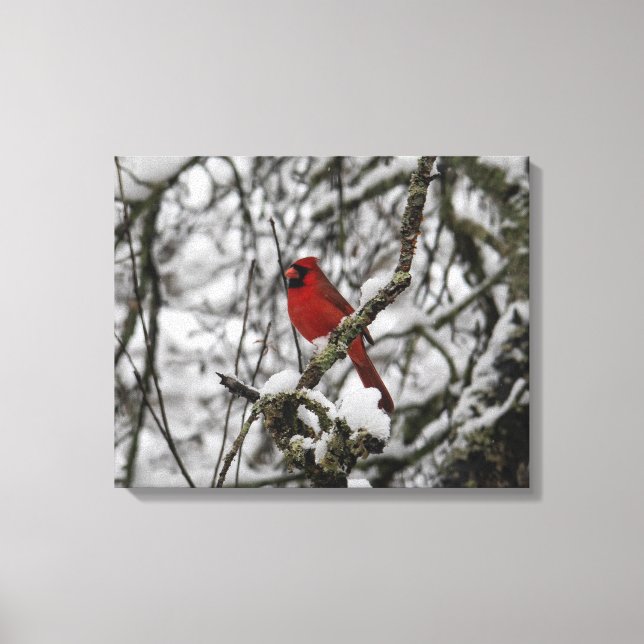 Beautiful Red Cardinal in a Snow Filled Tree Canvas Print (Front)
