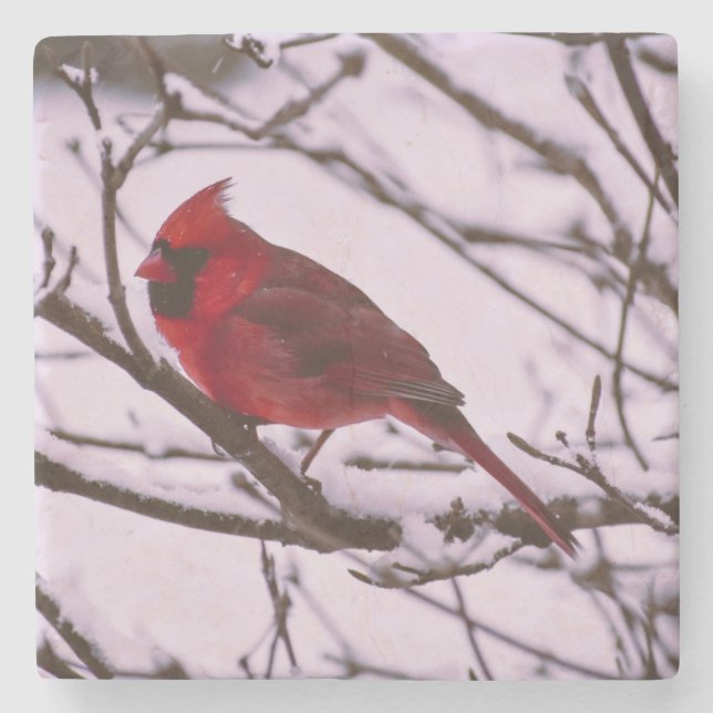 Beautiful Red Cardinal in a Snow Filled Tree Stone Coaster (Front)