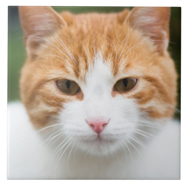 Beautiful red cat tile (Front)
