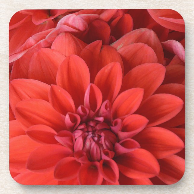 Beautiful red dahlia flowers coaster (Front)