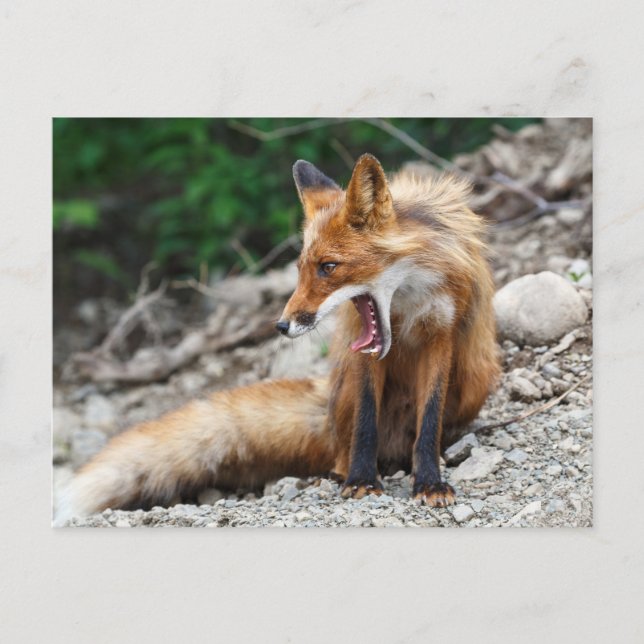 Beautiful red fox with wide open mouth postcard (Front)