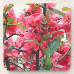 Beautiful Red Japanese Quince Coaster