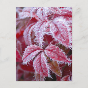 Beautiful red leaves with spiky frost. postcard