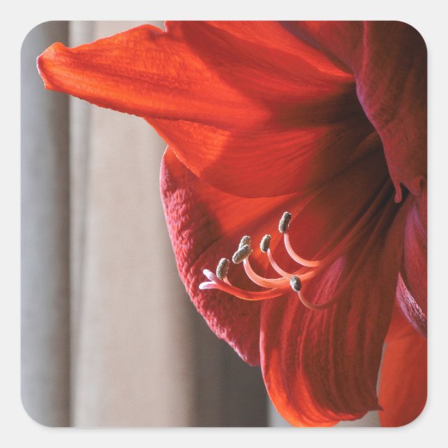Beautiful Red Lion Amaryllis Flower Photo Square Sticker (Front)
